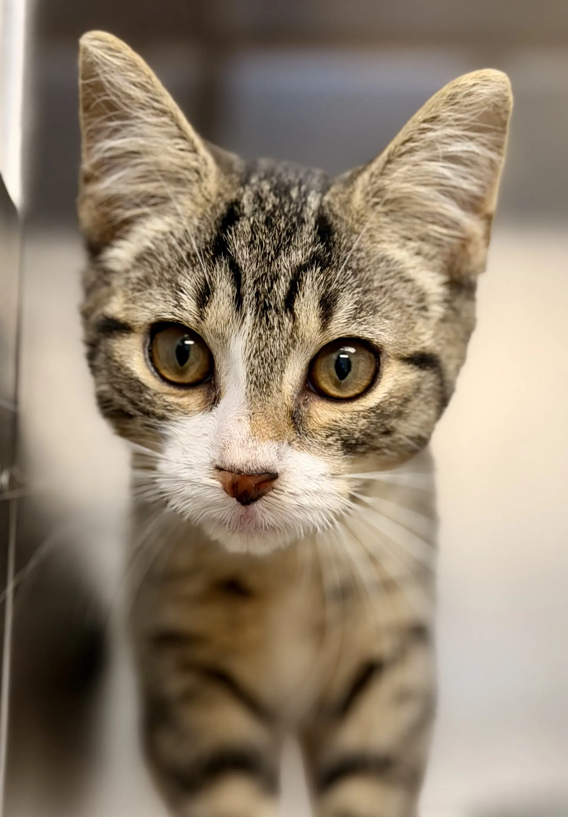 Cassie - Domestic Short Hair