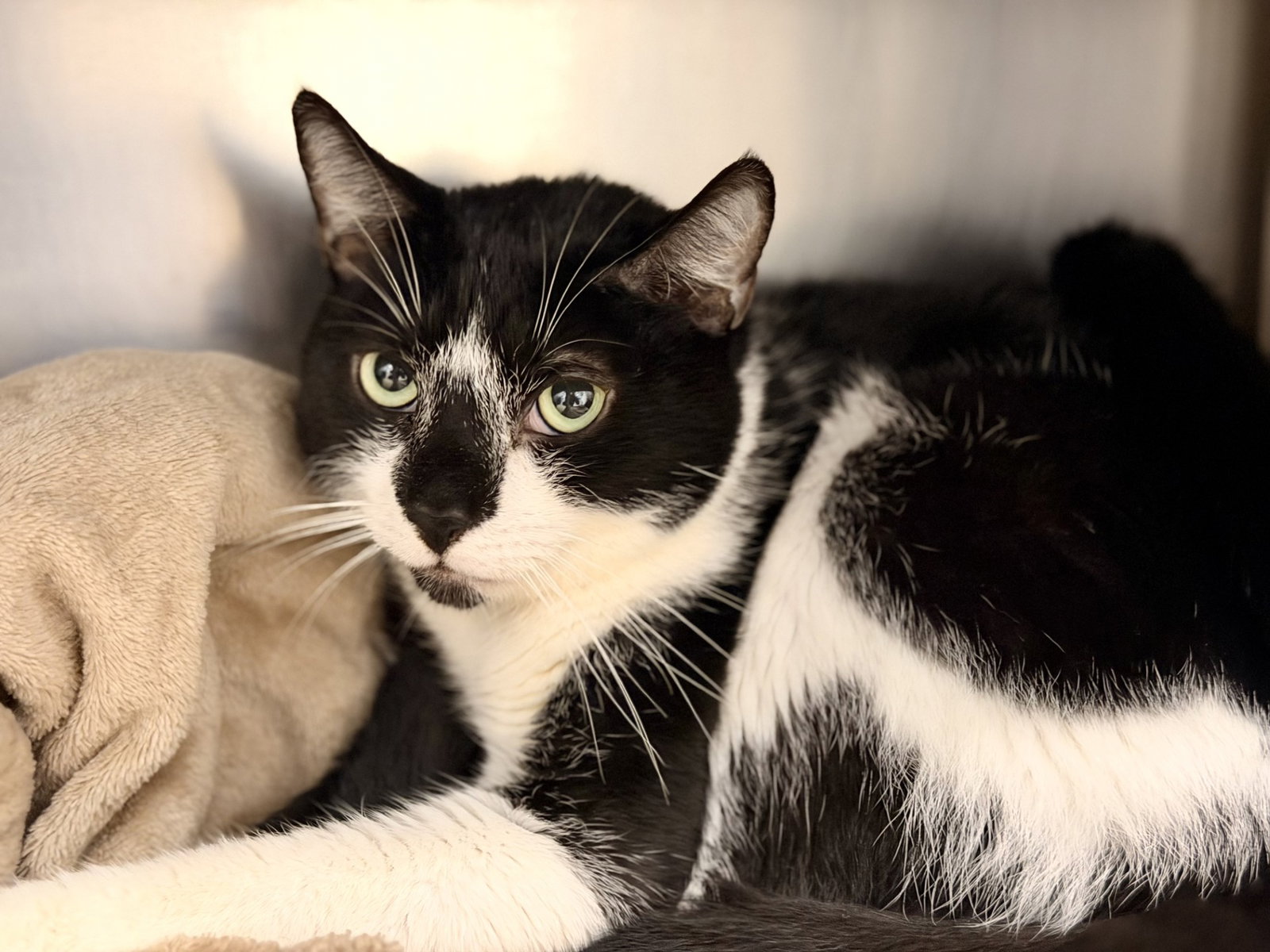 Huckleberry, cat — photo 1 of 2