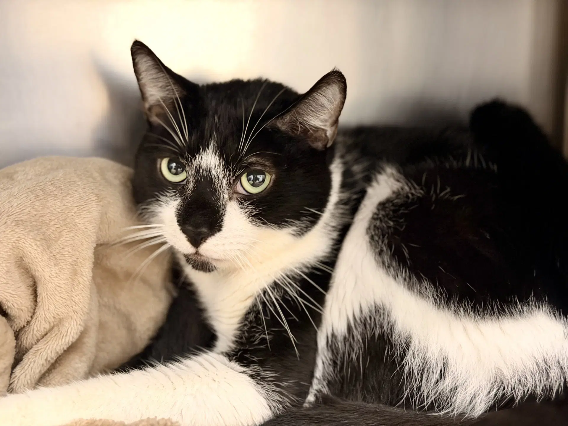 Huckleberry - Domestic Short Hair