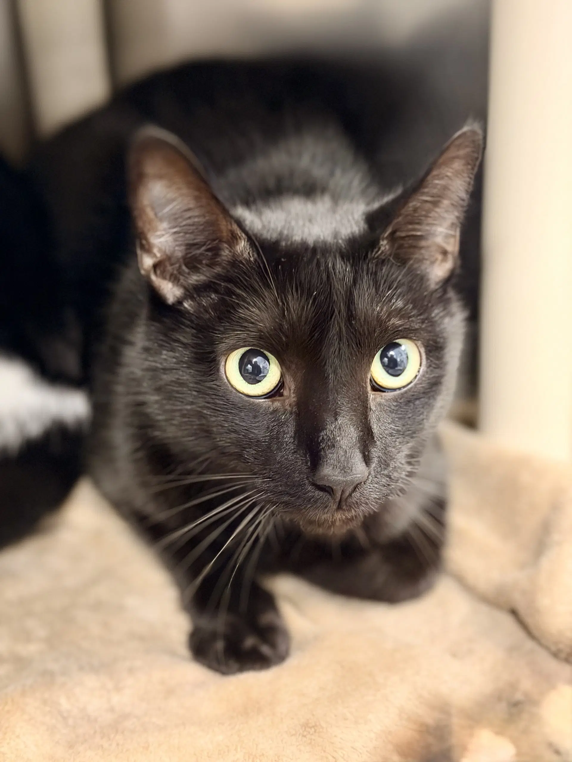 Finn - Domestic Short Hair