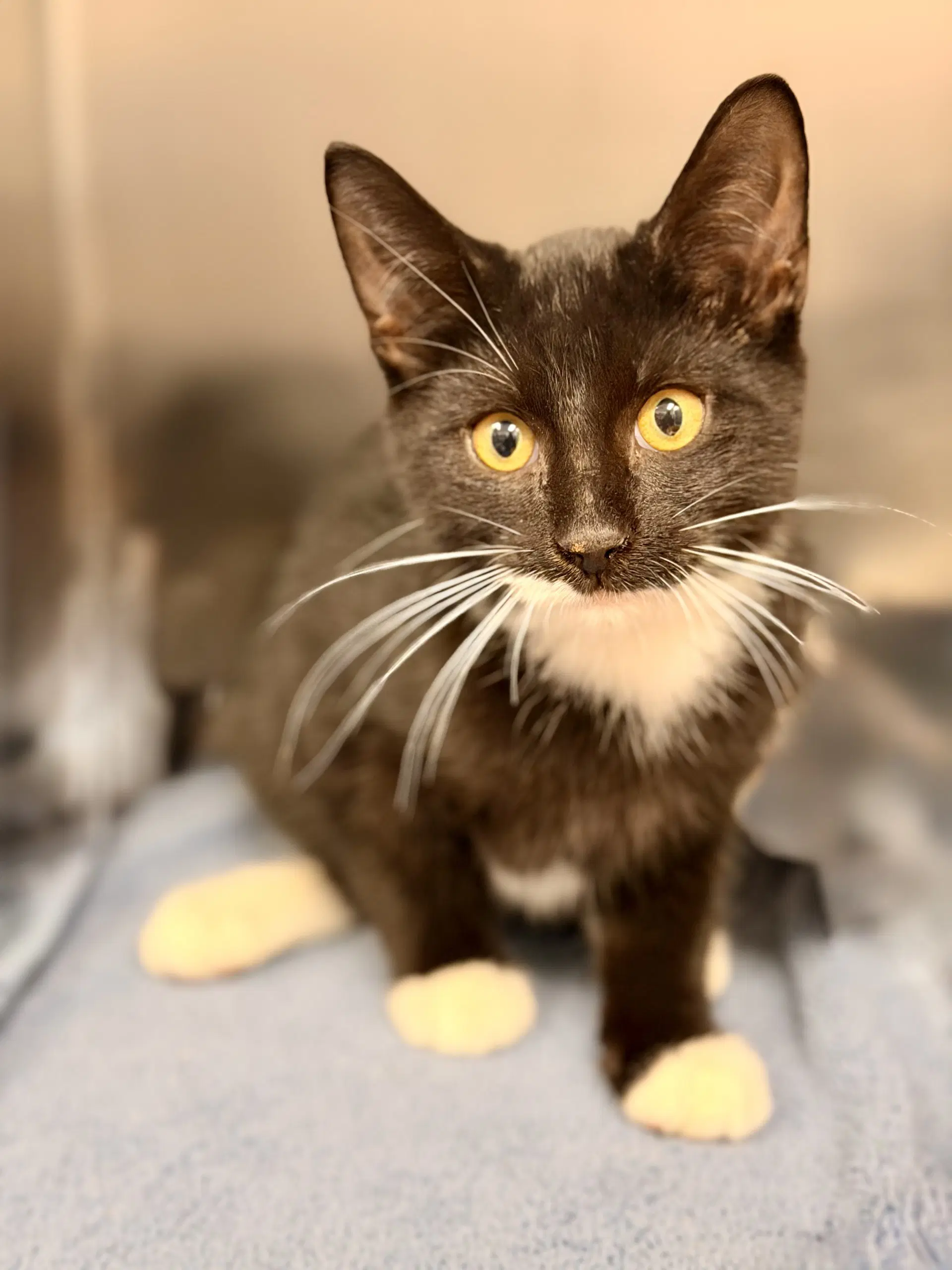 Zuzu - Domestic Short Hair