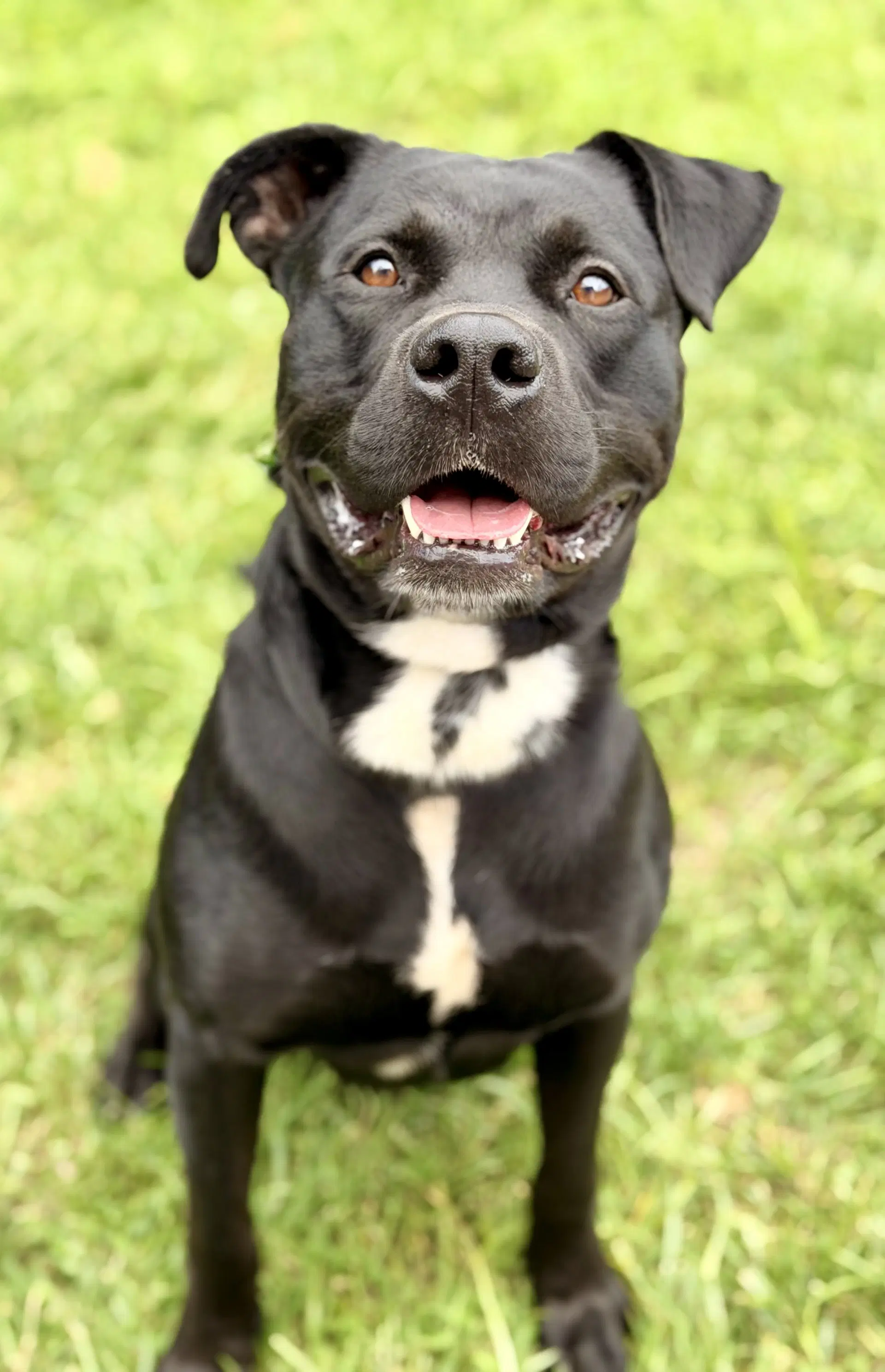 Expo - Pit Bull Terrier