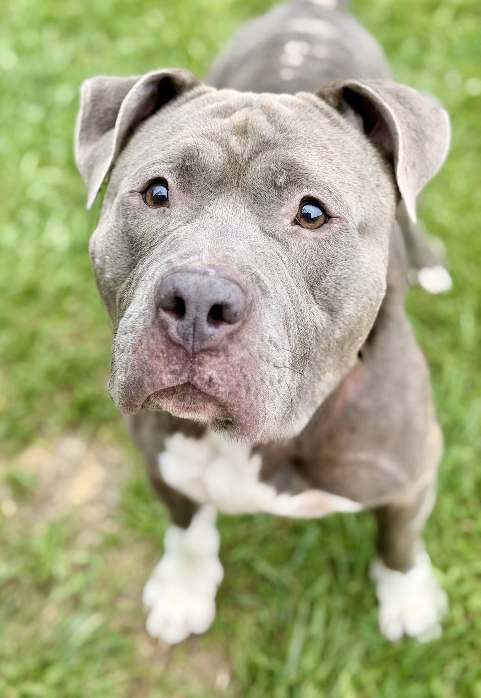 Blue, dog — photo 1 of 3