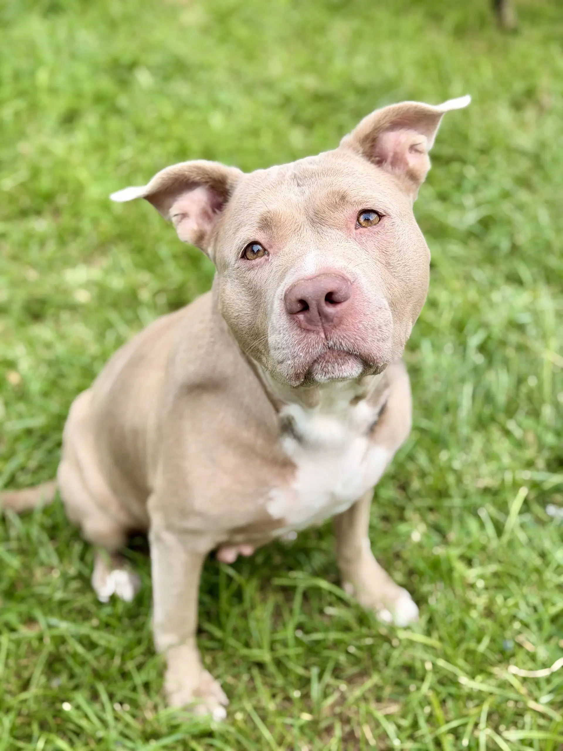 Diamond - Pit Bull Terrier
