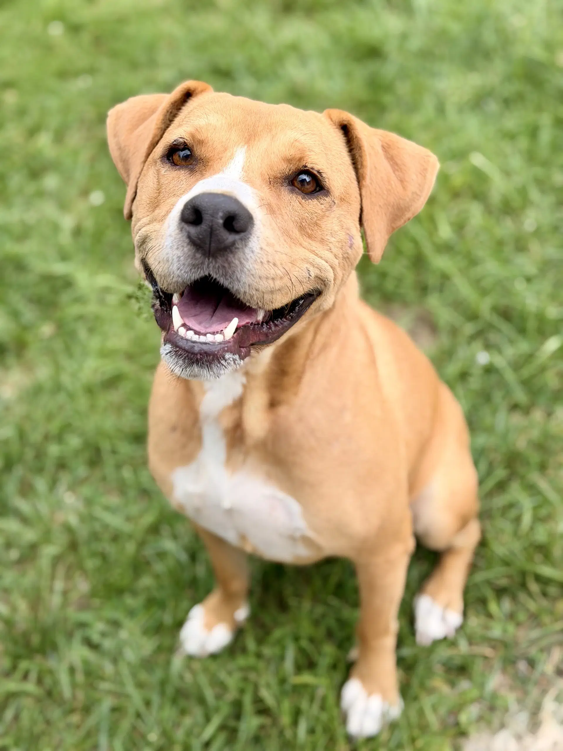 Cookie - Pit Bull Terrier