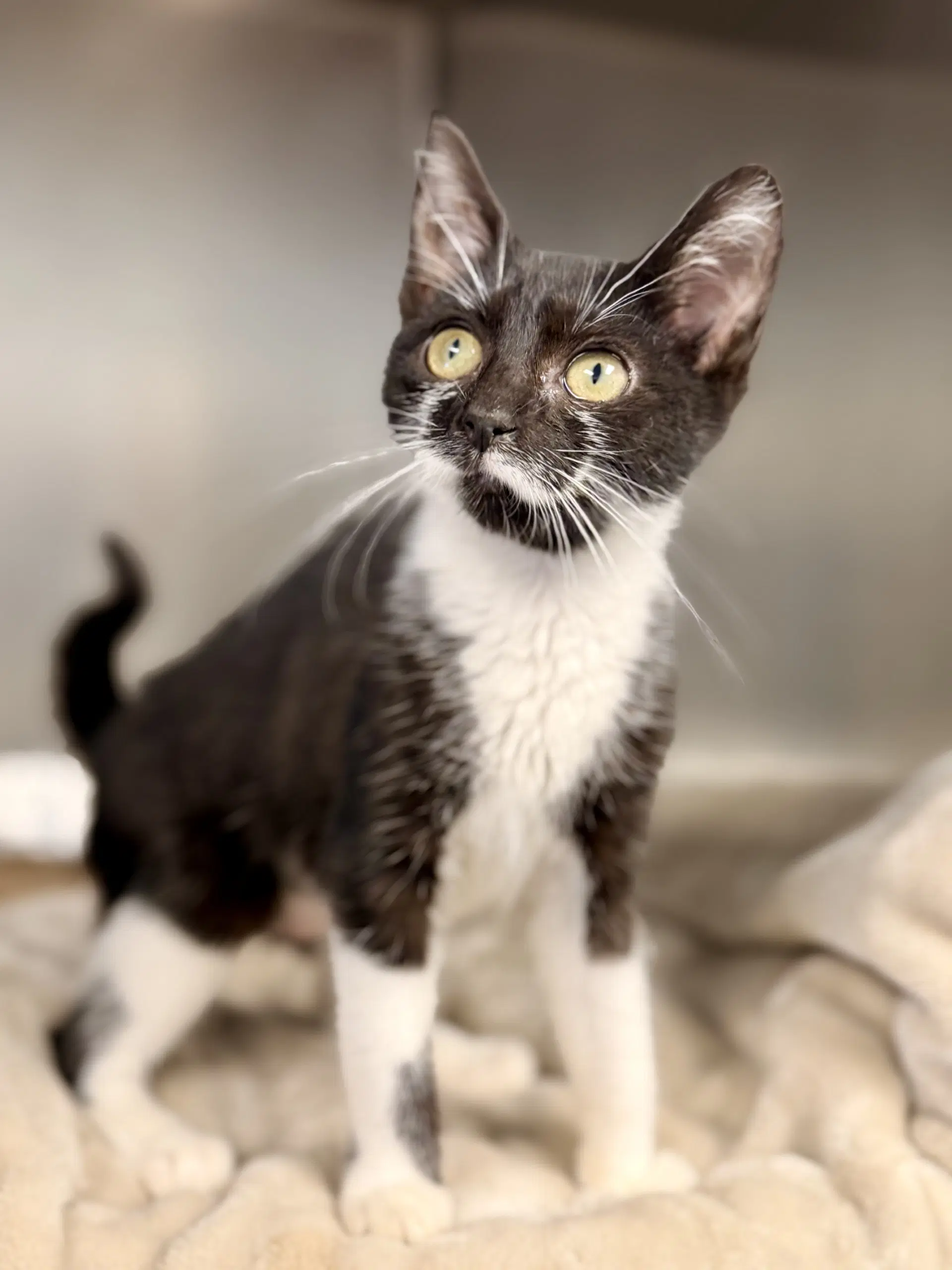 Dali - Domestic Short Hair