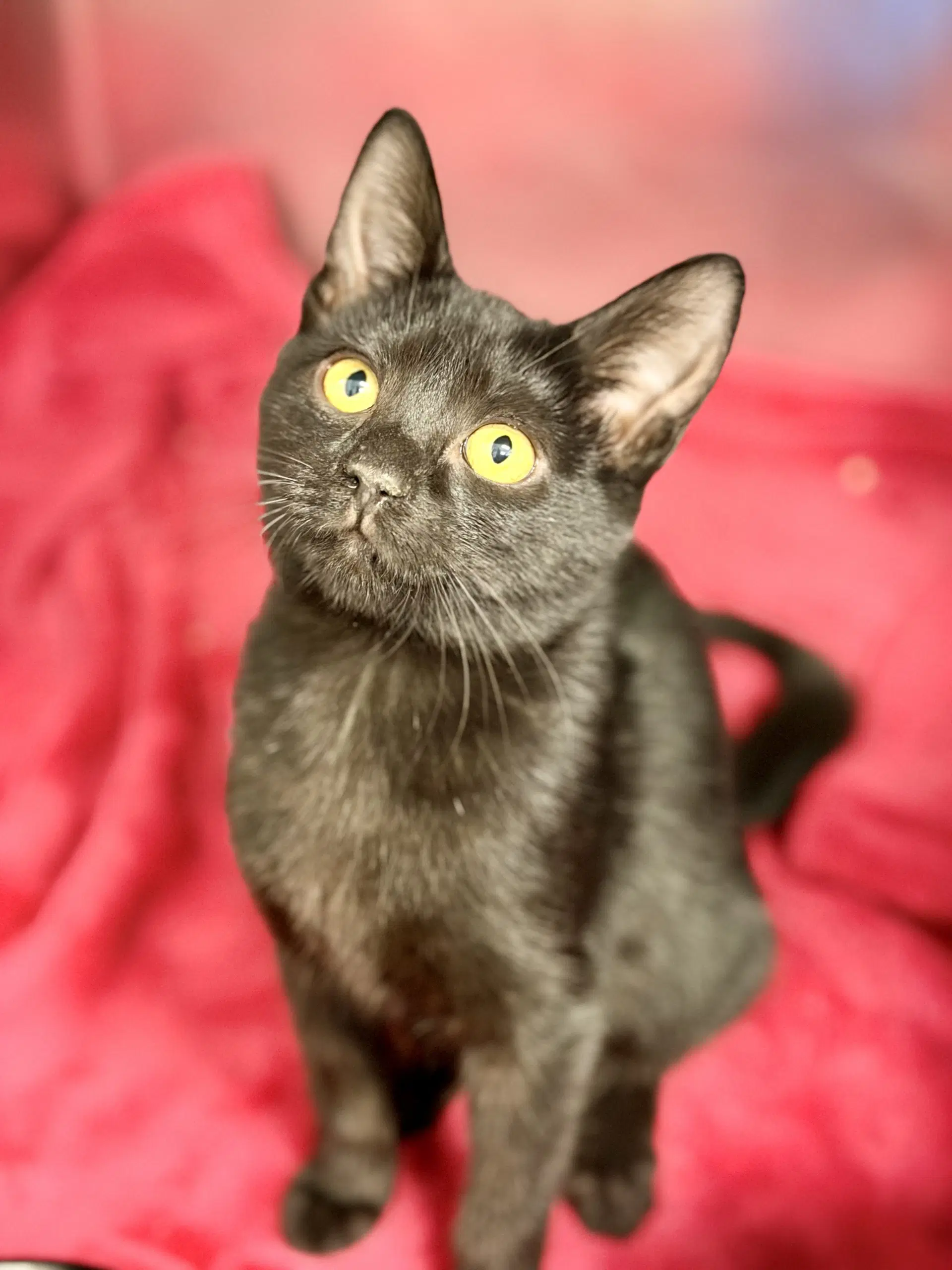 Belkis - Domestic Short Hair