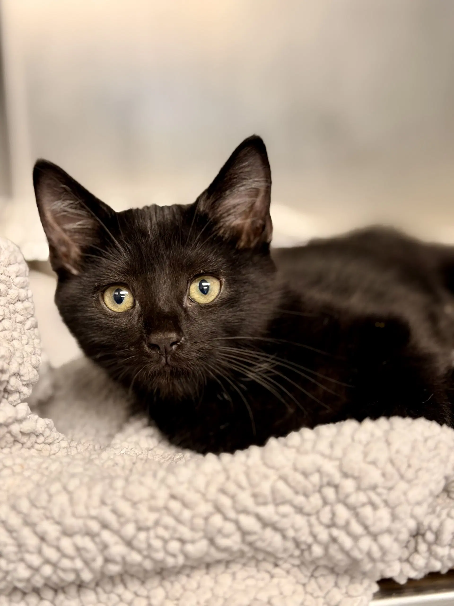 Phoebe - Domestic Short Hair