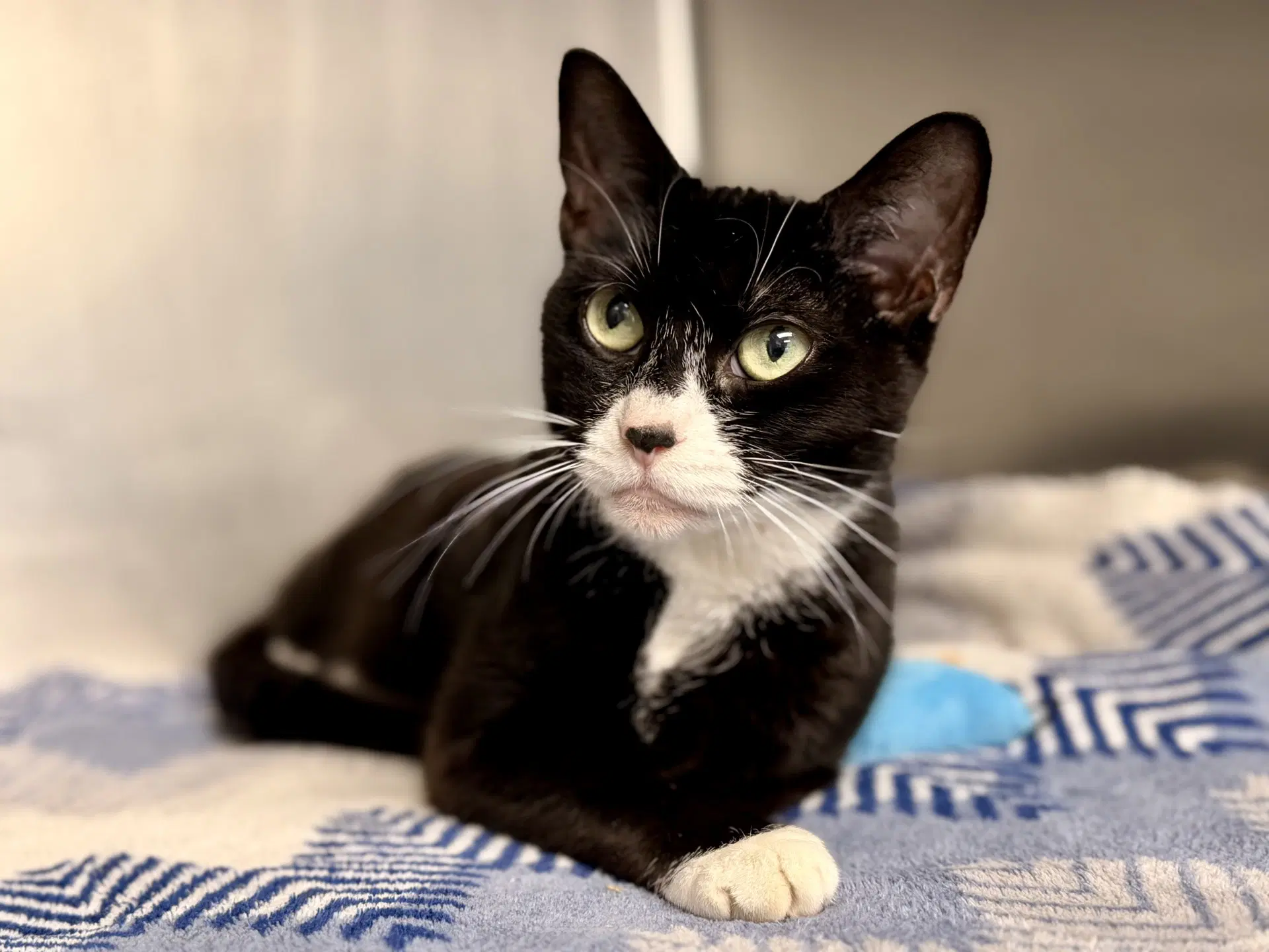 Meggy - Domestic Short Hair