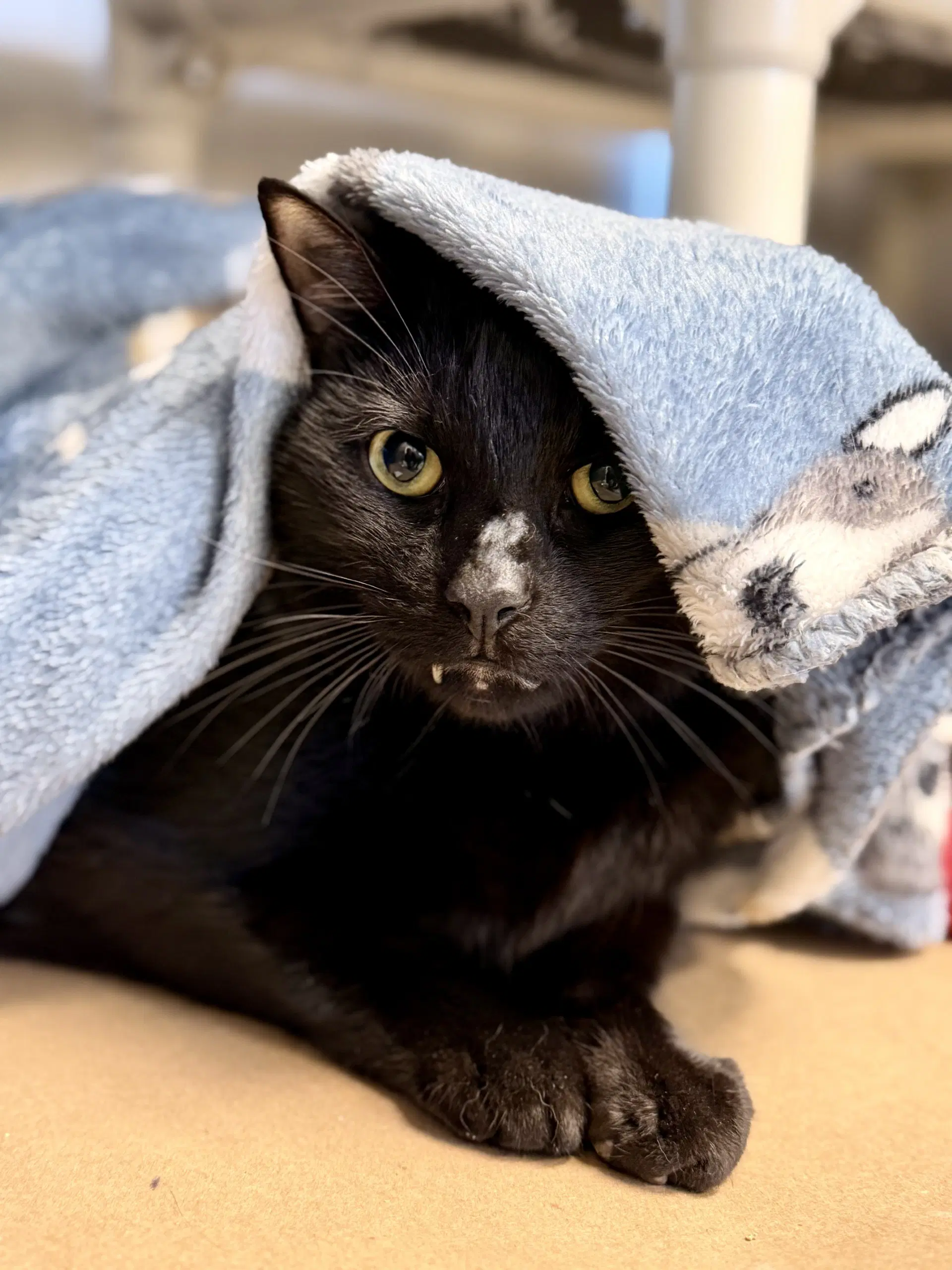 Pepperoni - Domestic Short Hair