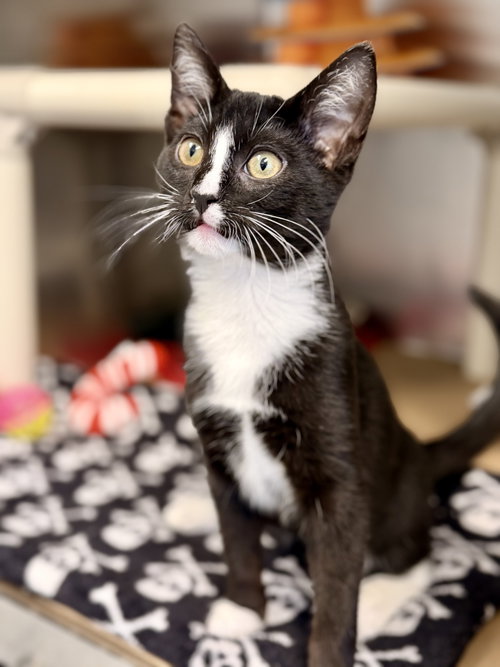 Carlos, a cat for adoption from Southern Ocean County Animal Facility