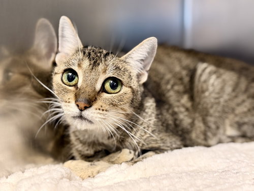 Deetie, a cat for adoption from Southern Ocean County Animal Facility