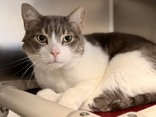 Jake, a cat for adoption from Southern Ocean County Animal Facility