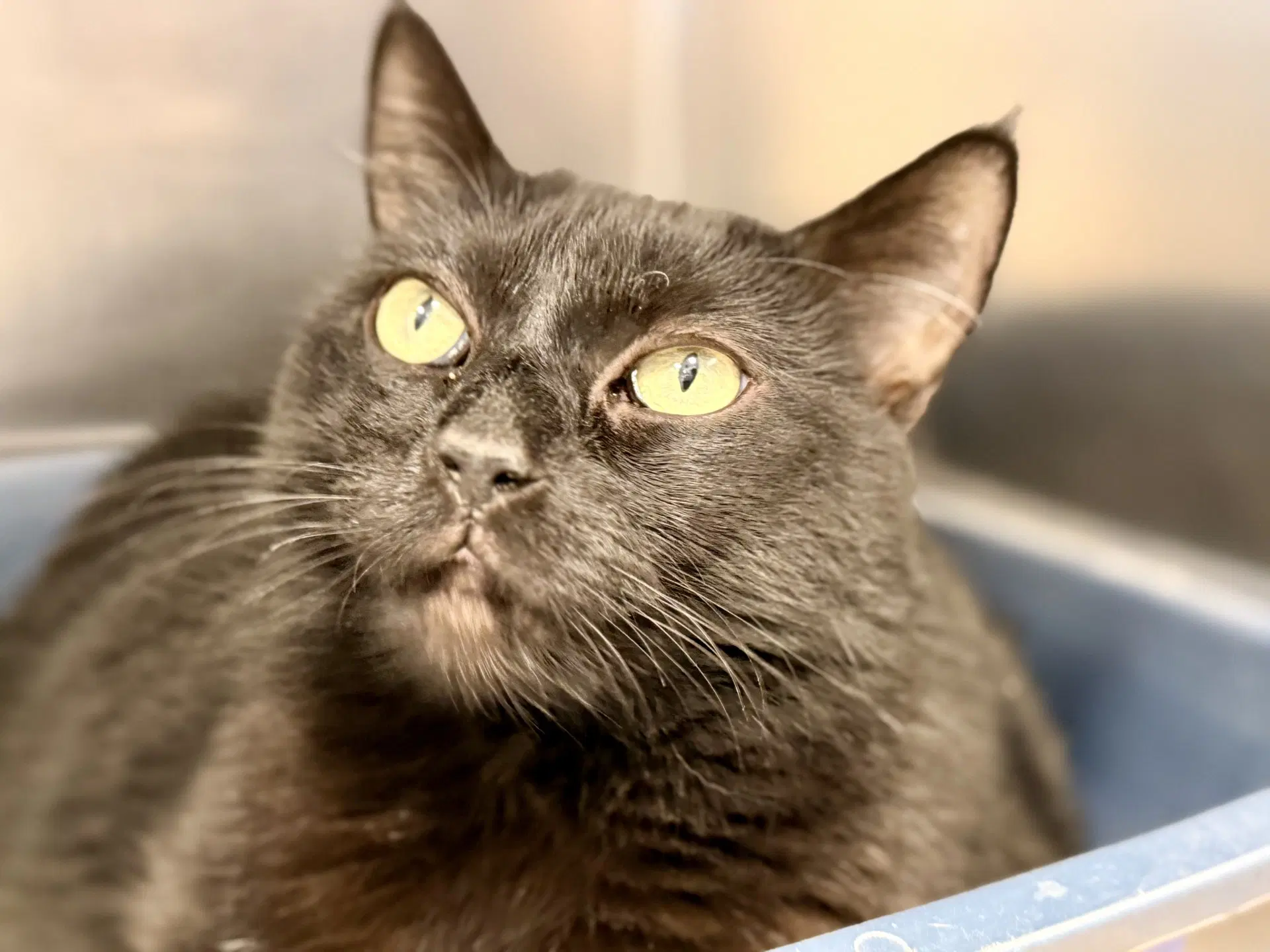 Lacey - Domestic Short Hair