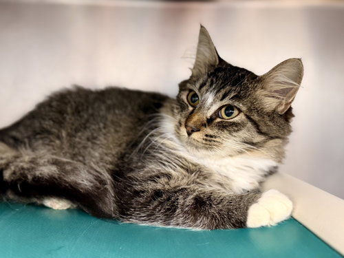Anette, a cat for adoption from Southern Ocean County Animal Facility
