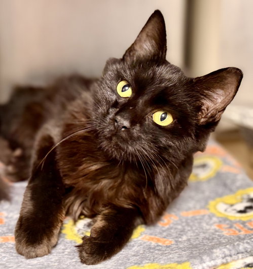 Augie, a cat for adoption from Southern Ocean County Animal Facility
