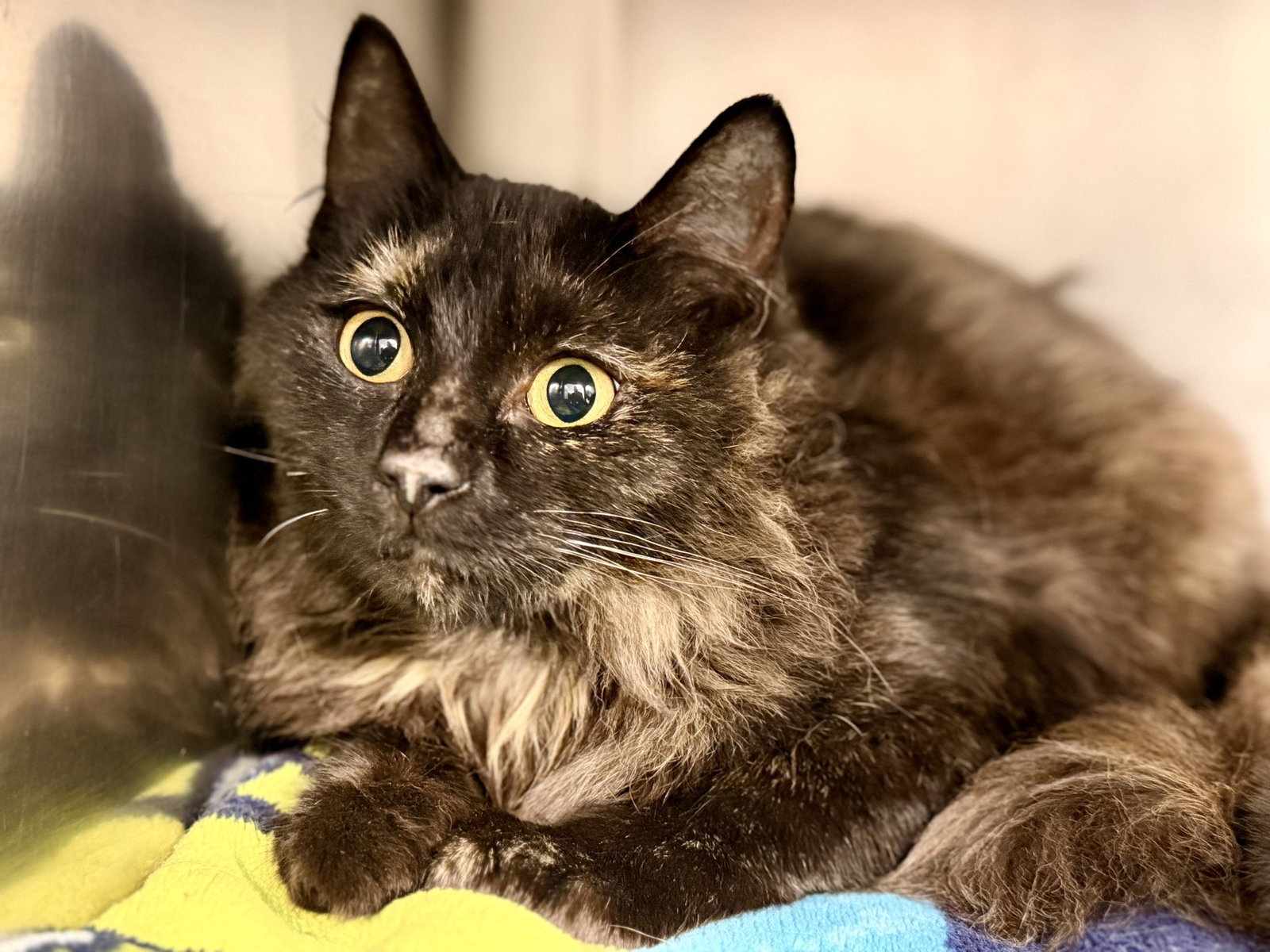Angel, Domestic Medium Hair