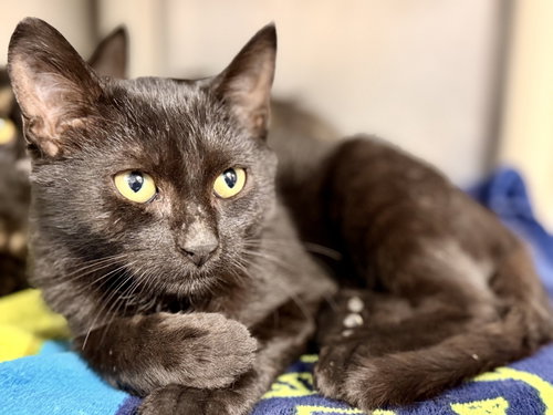 Angelo, a cat for adoption from Southern Ocean County Animal Facility