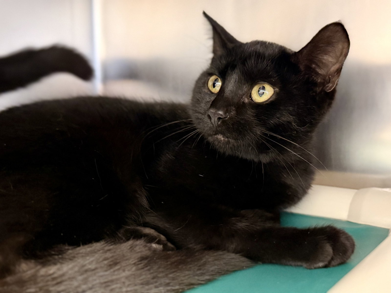 Portia, Domestic Short Hair