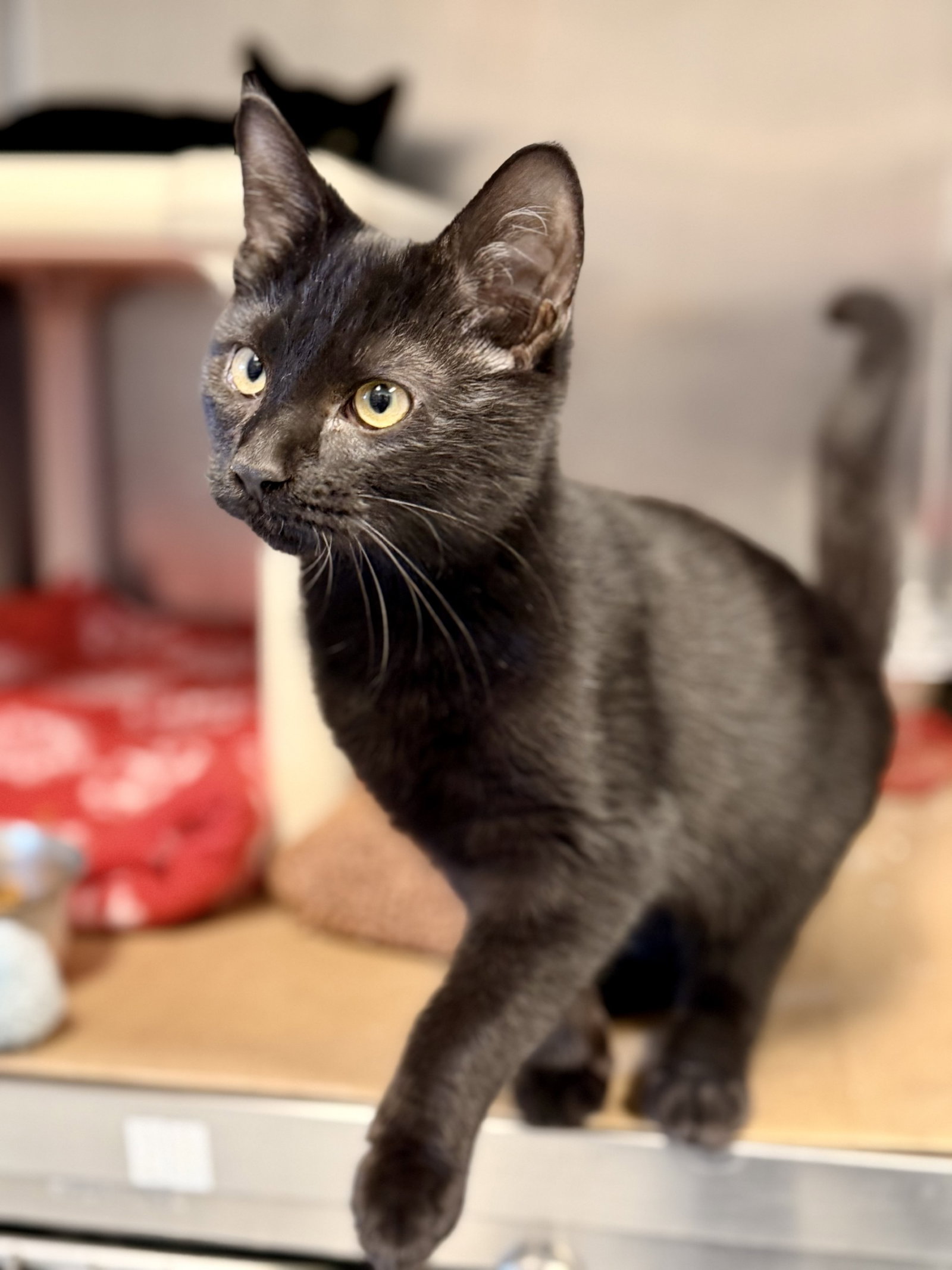 Zoro, Domestic Short Hair