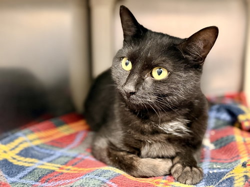 Hannah, a cat for adoption from Southern Ocean County Animal Facility