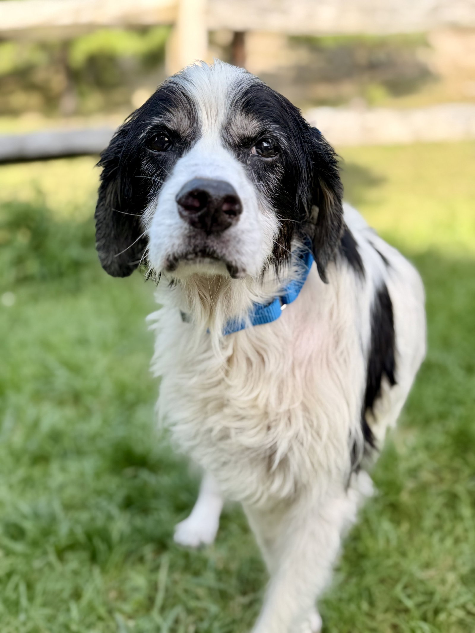Bull, Australian Cattle Dog/Blue Heeler