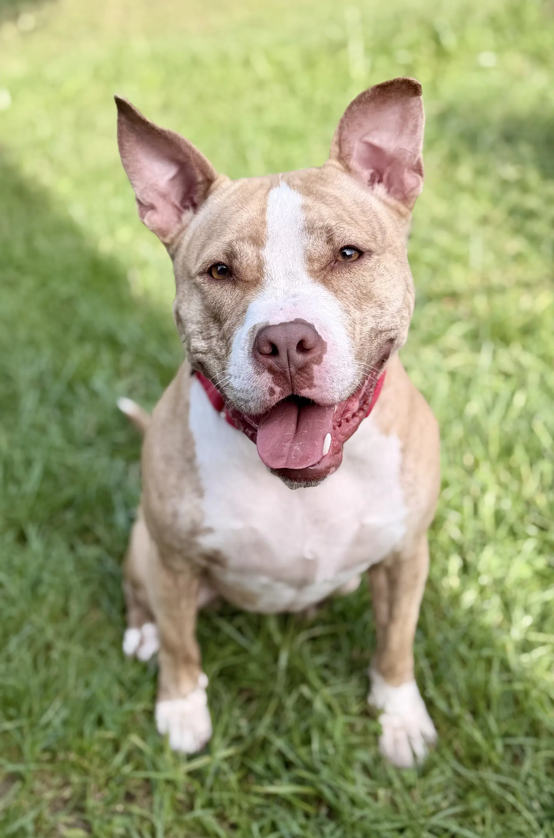 Nova - Pit Bull Terrier