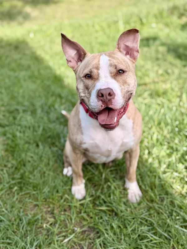 Nova