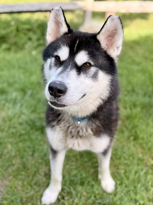 Maverick, a dog for adoption from Southern Ocean County Animal Facility