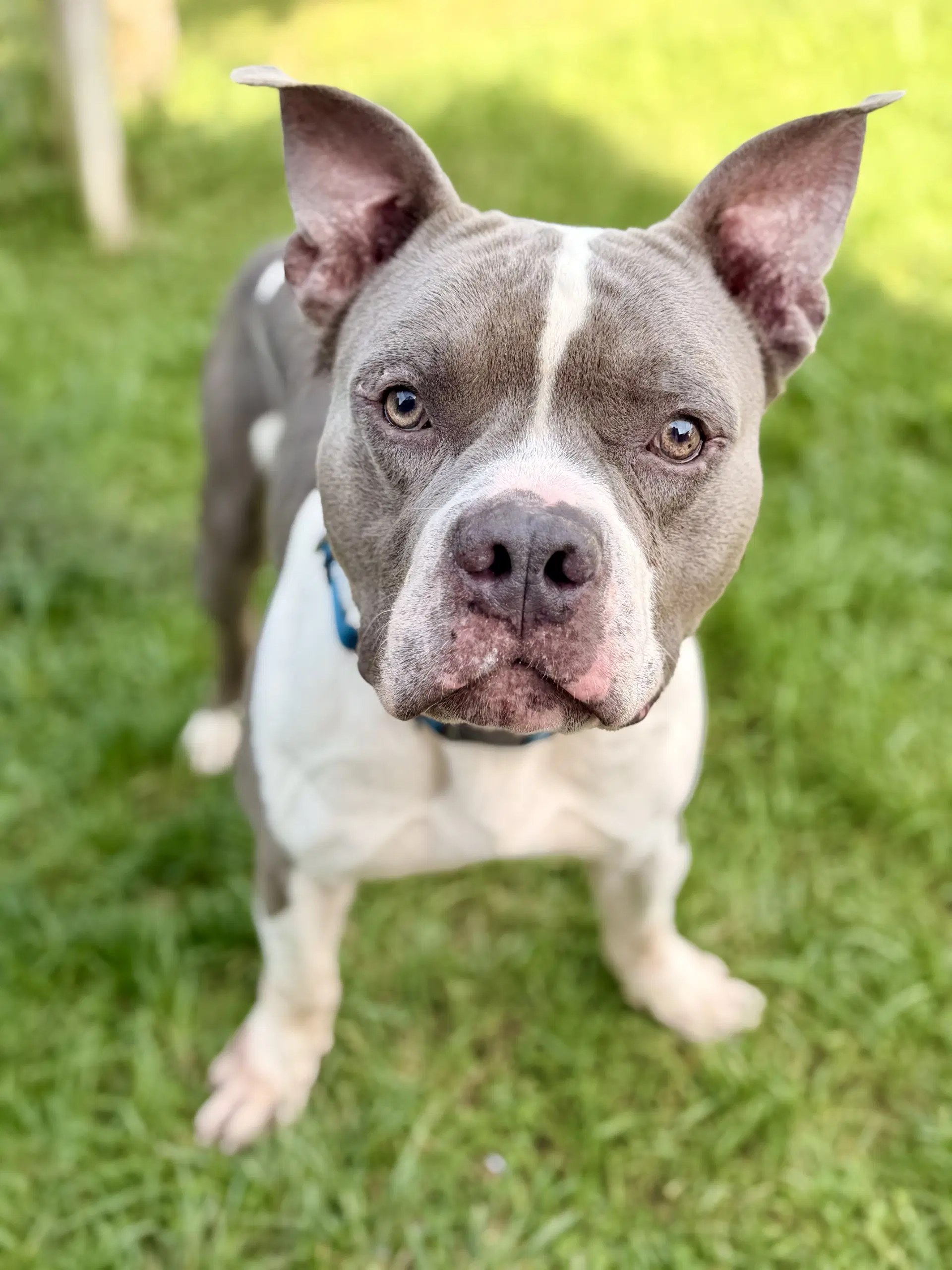 Blue - American Bulldog