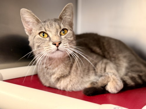 Ash, a cat for adoption from Southern Ocean County Animal Facility