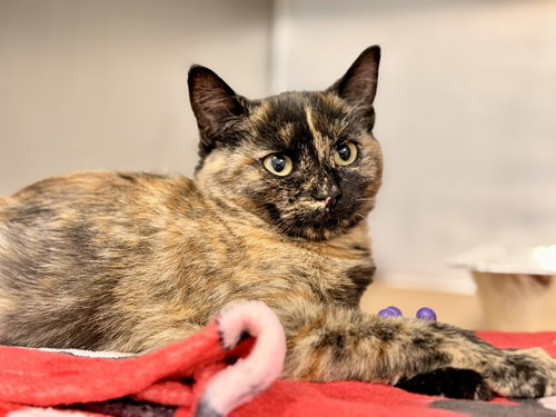 Josie, a cat for adoption from Southern Ocean County Animal Facility