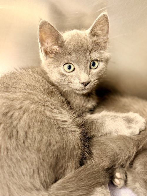 Spanky, a cat for adoption from Southern Ocean County Animal Facility