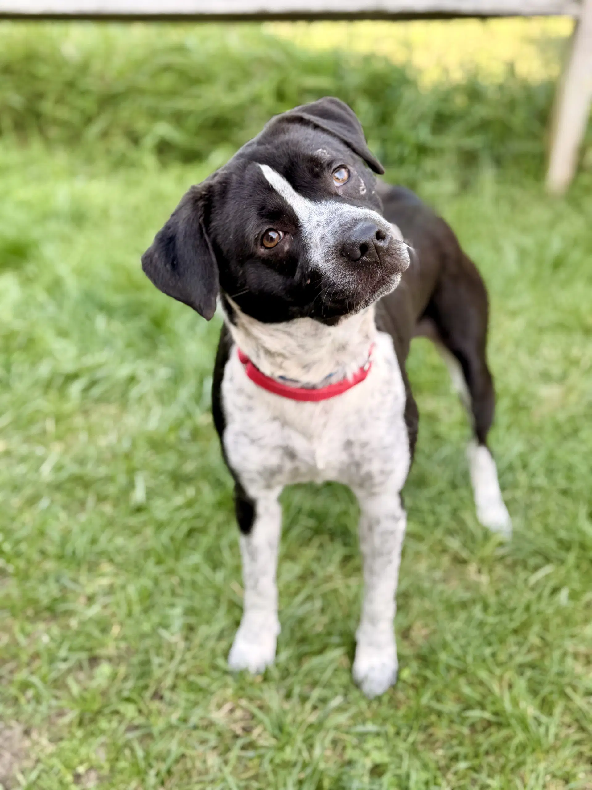 Roscoe - German Shorthaired Pointer