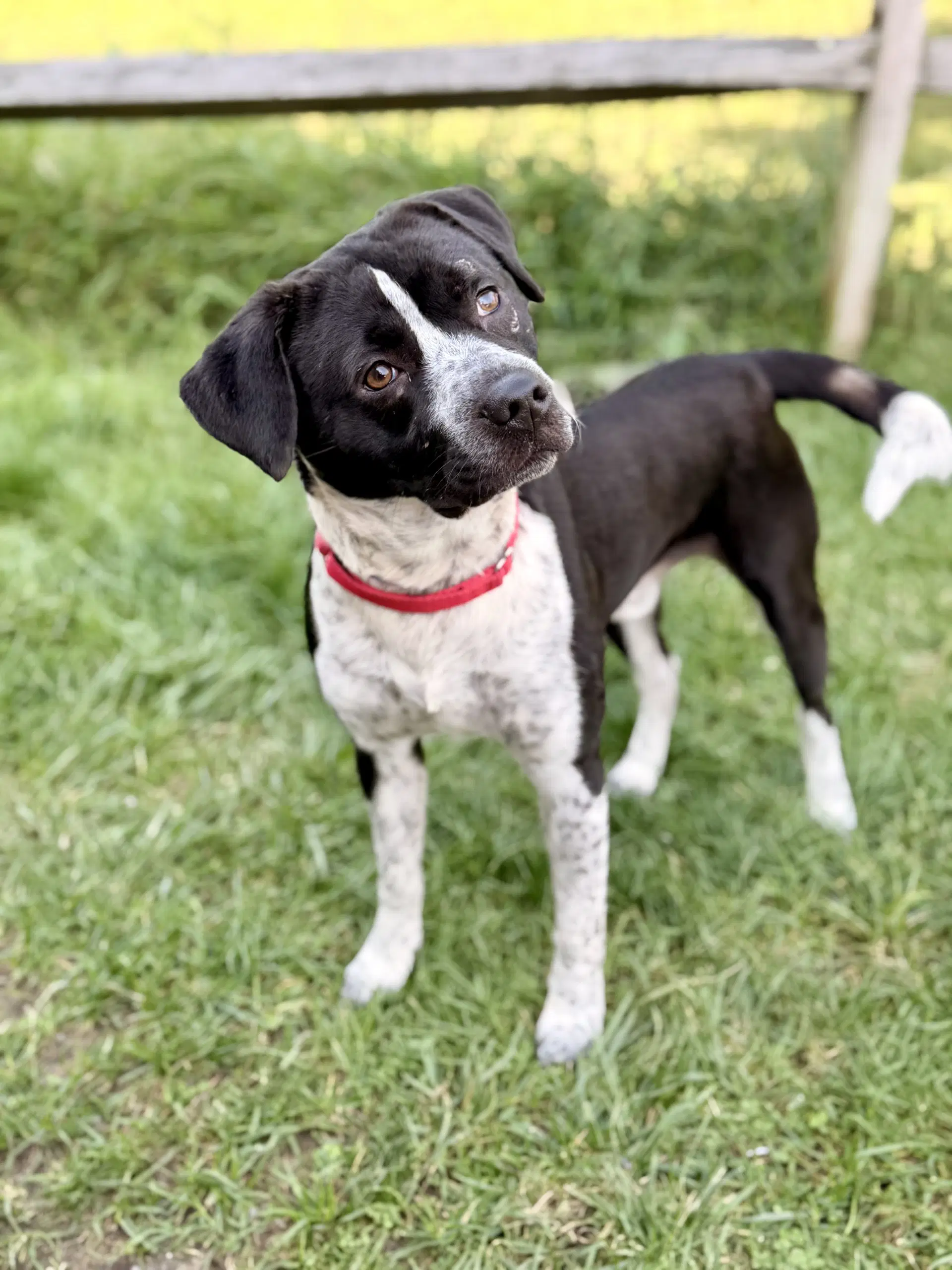 Roscoe image 3