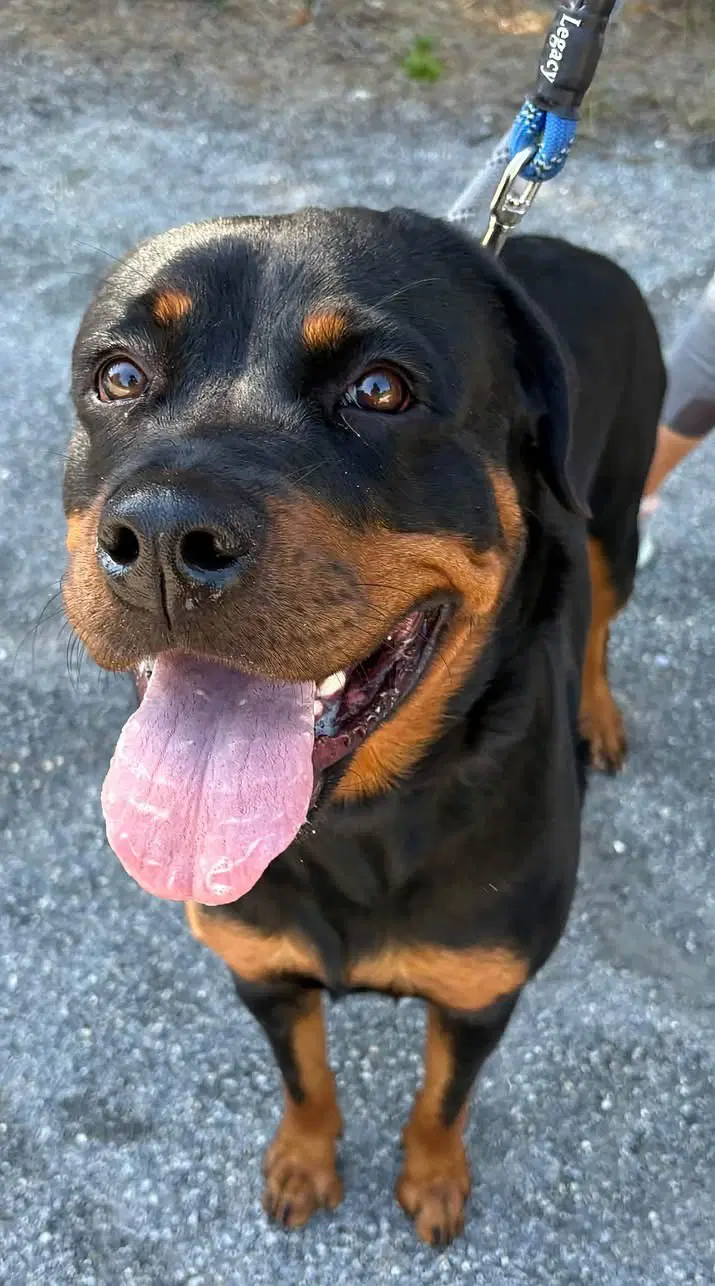 Mini Tonka - Rottweiler