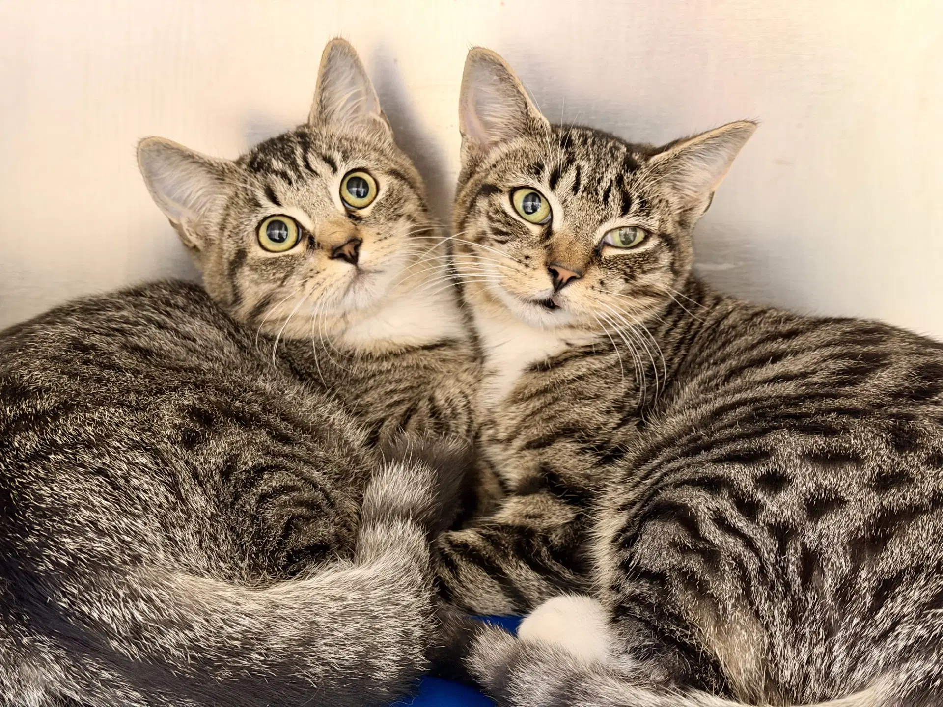Gidget And Fidget - Domestic Short Hair