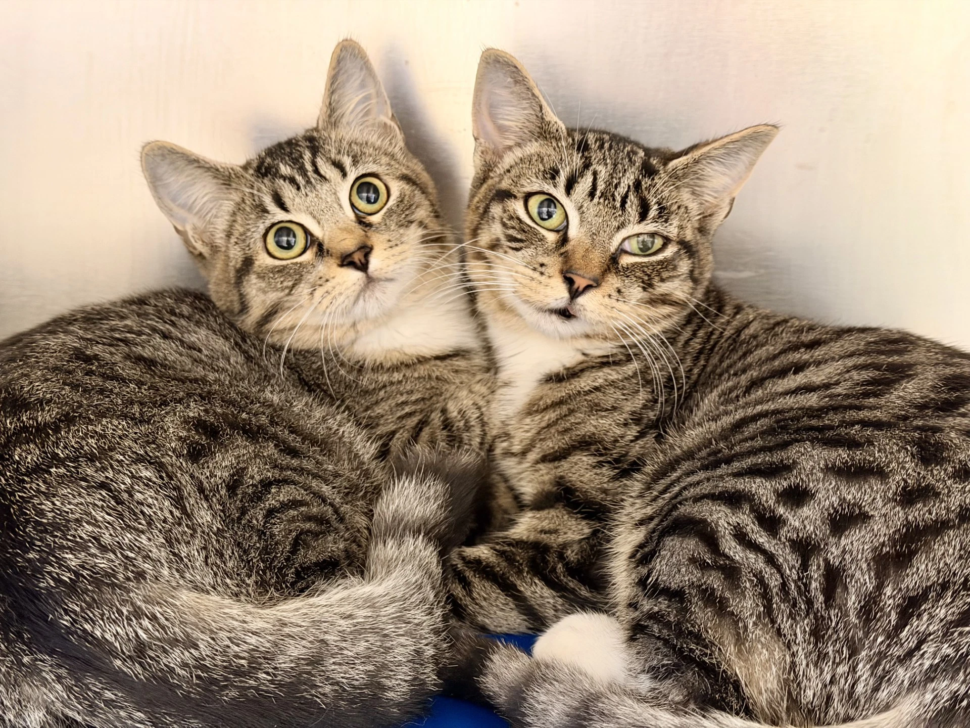 Gidget And Fidget