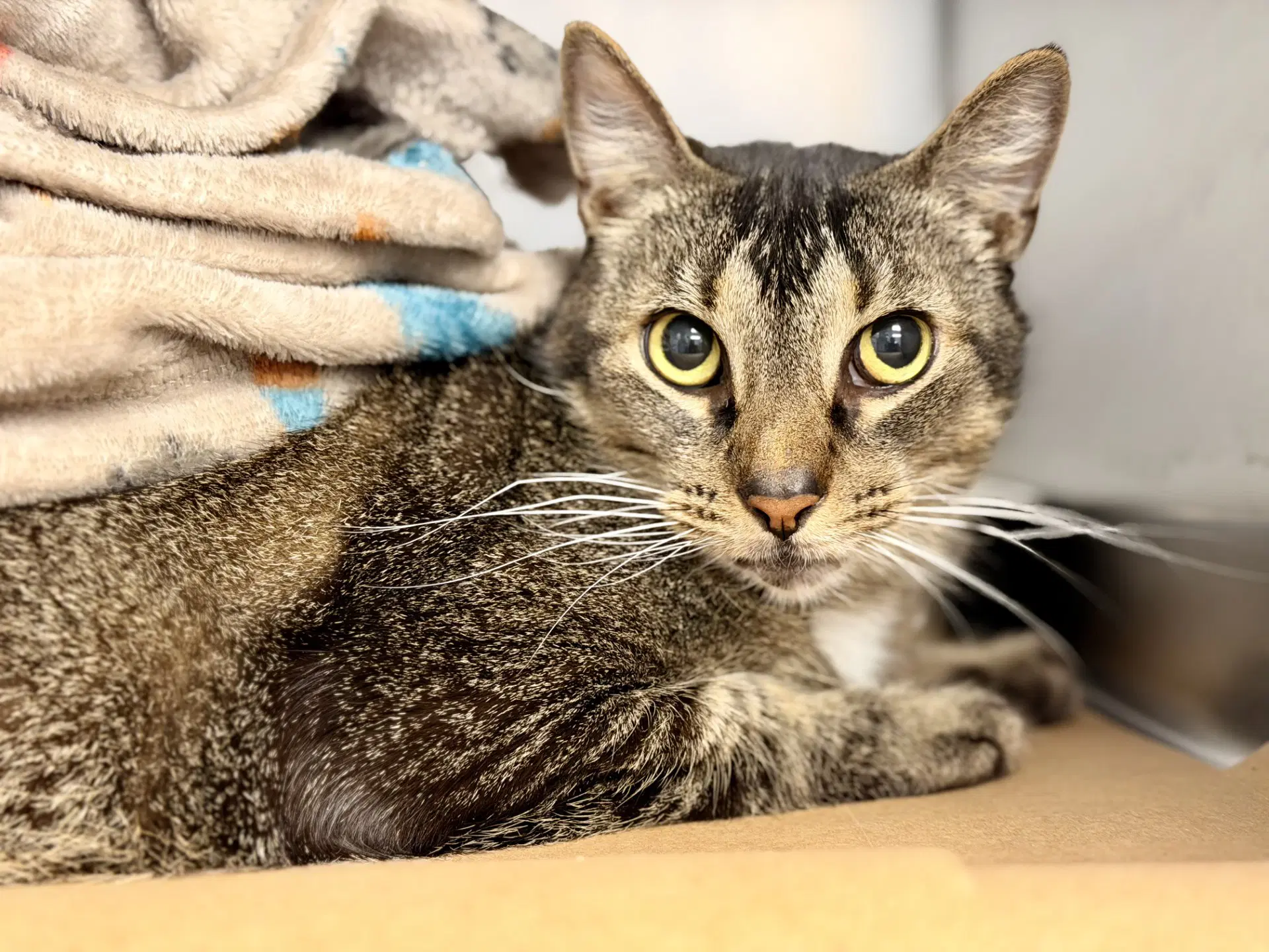 Mufasa - Domestic Short Hair