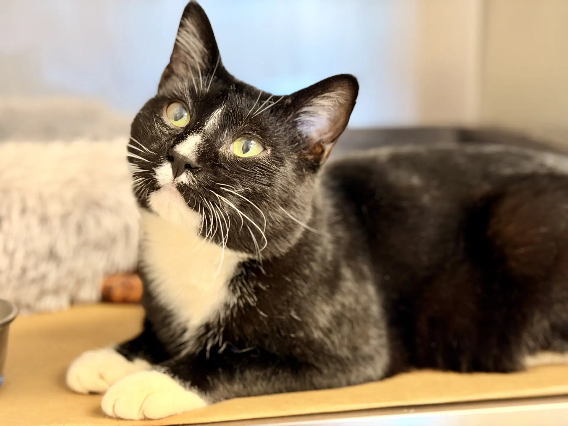 Freddie - Domestic Short Hair