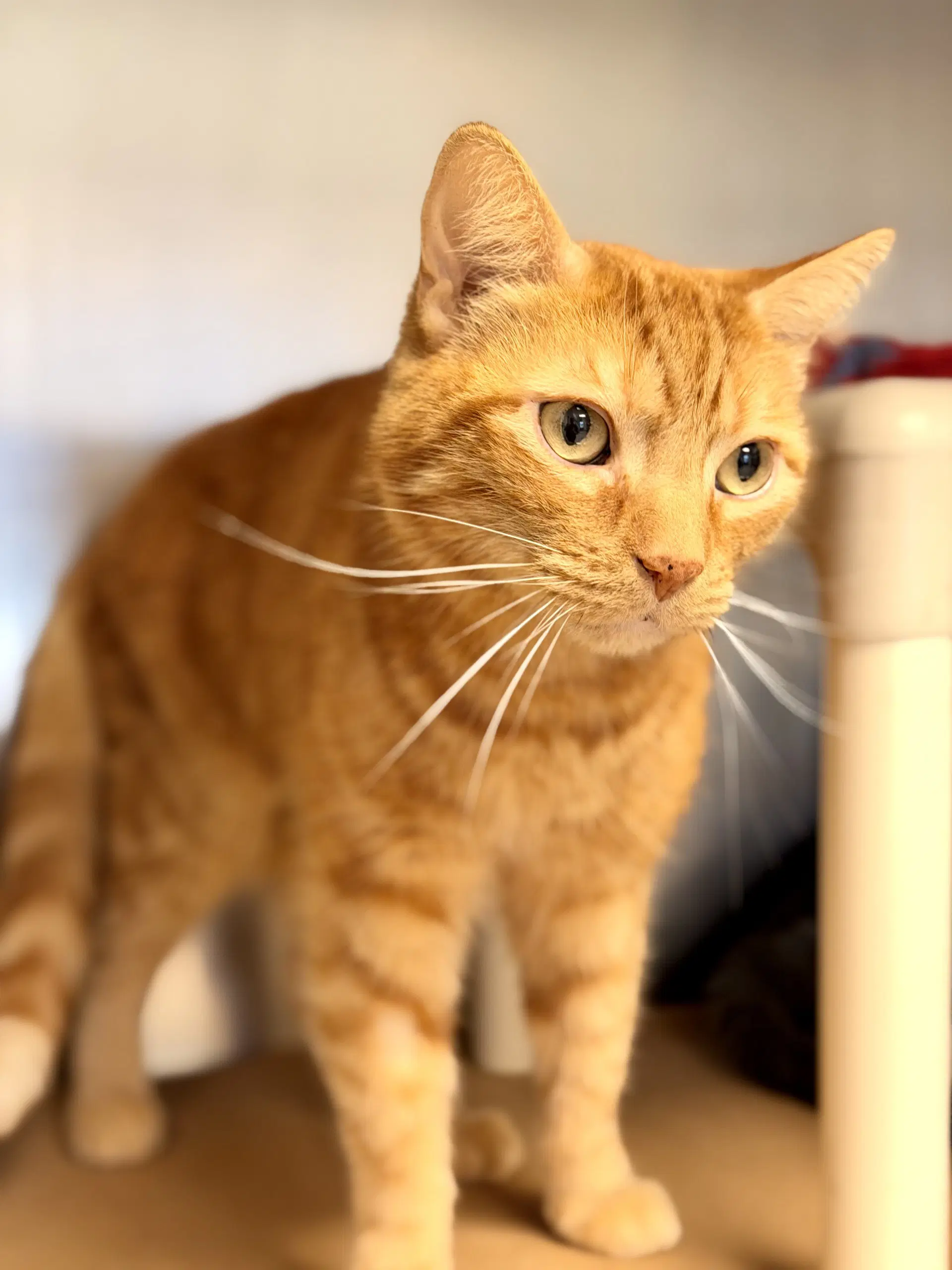 Benny image 2