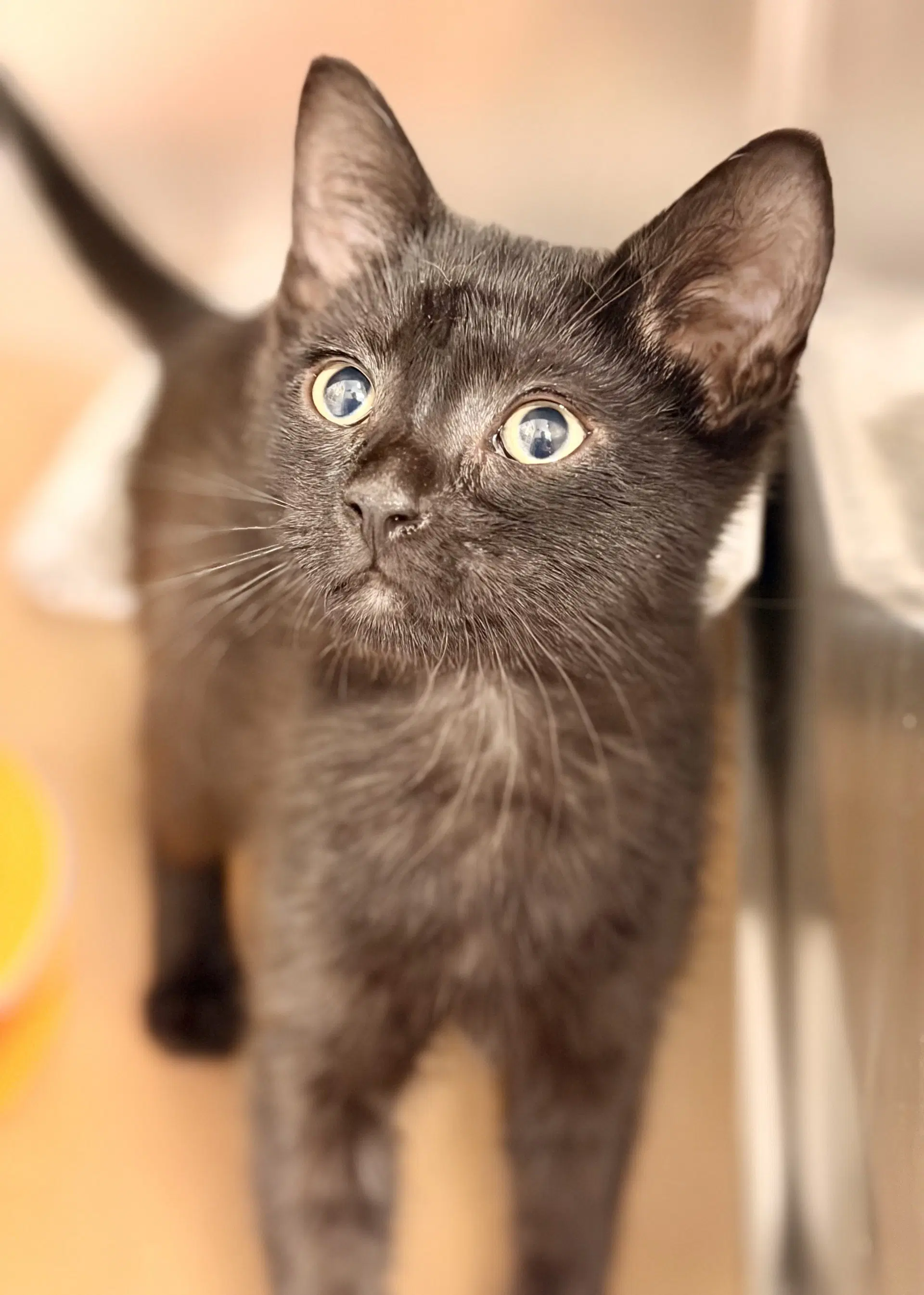 Chicken - Domestic Short Hair