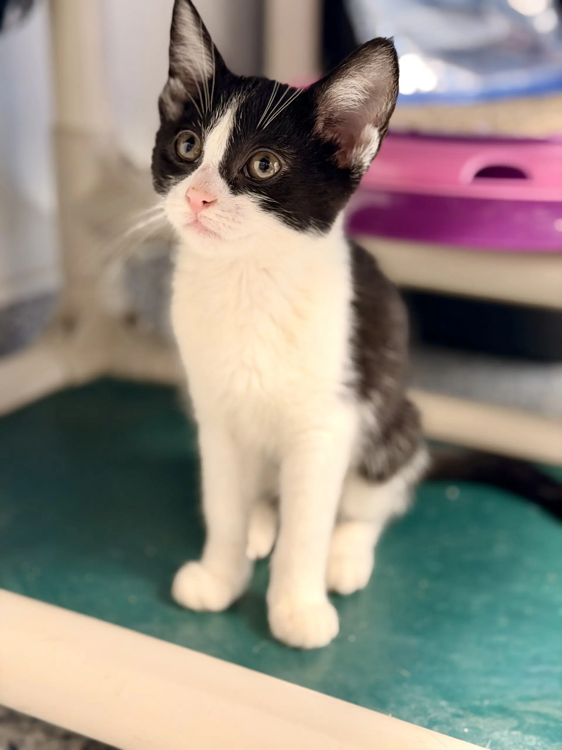 Soup - Domestic Short Hair