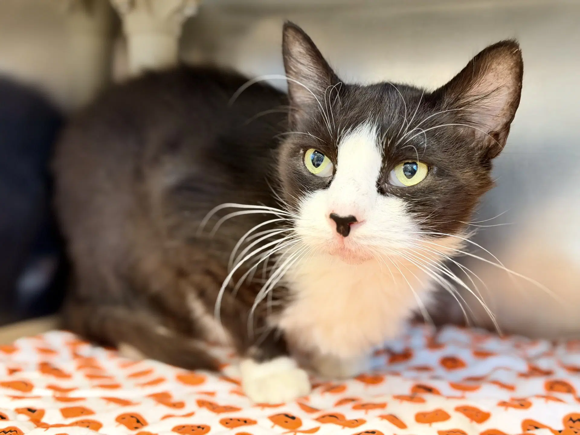 Jaq-Jaq - Domestic Medium Hair