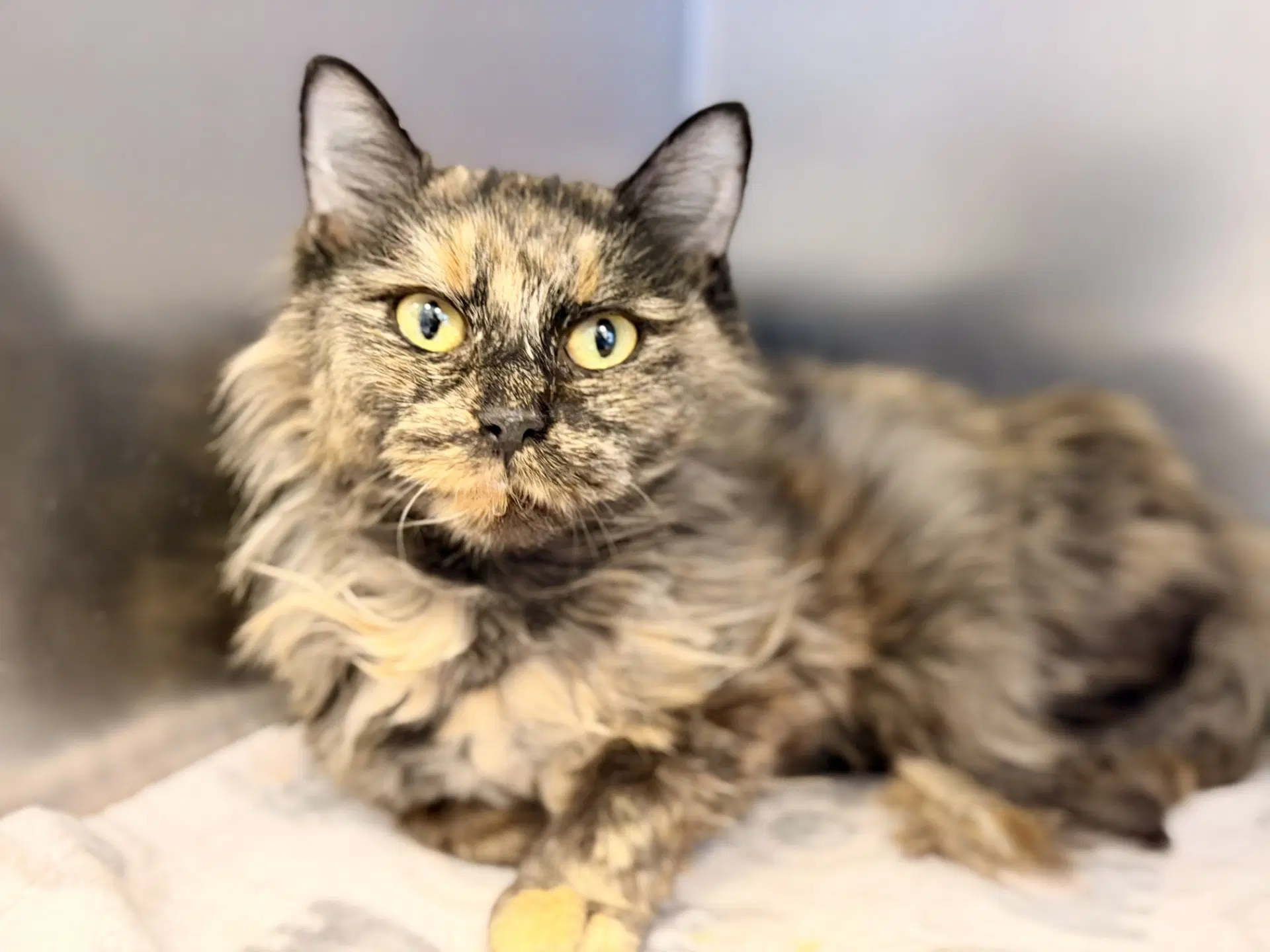 Rebecca - Domestic Medium Hair
