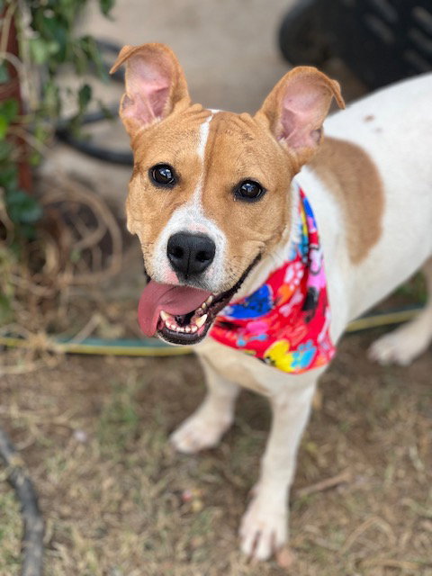 LAYLA - Pit Bull Terrier / Australian Cattle Dog/Blue Heeler available for adoption