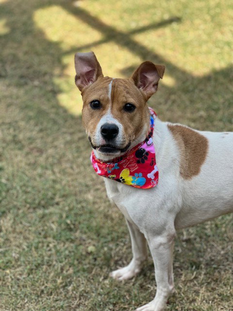 LAYLA - Pit Bull Terrier / Australian Cattle Dog/Blue Heeler available for adoption