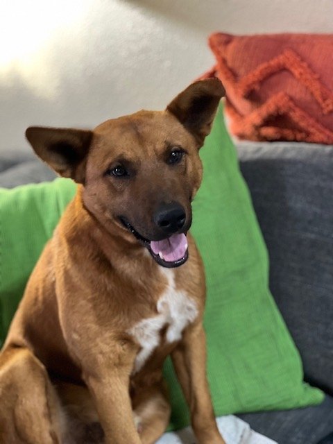 adoptable Dog in Phoenix, AZ named Titus