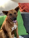 adoptable Dog in phoenix, AZ named Titus