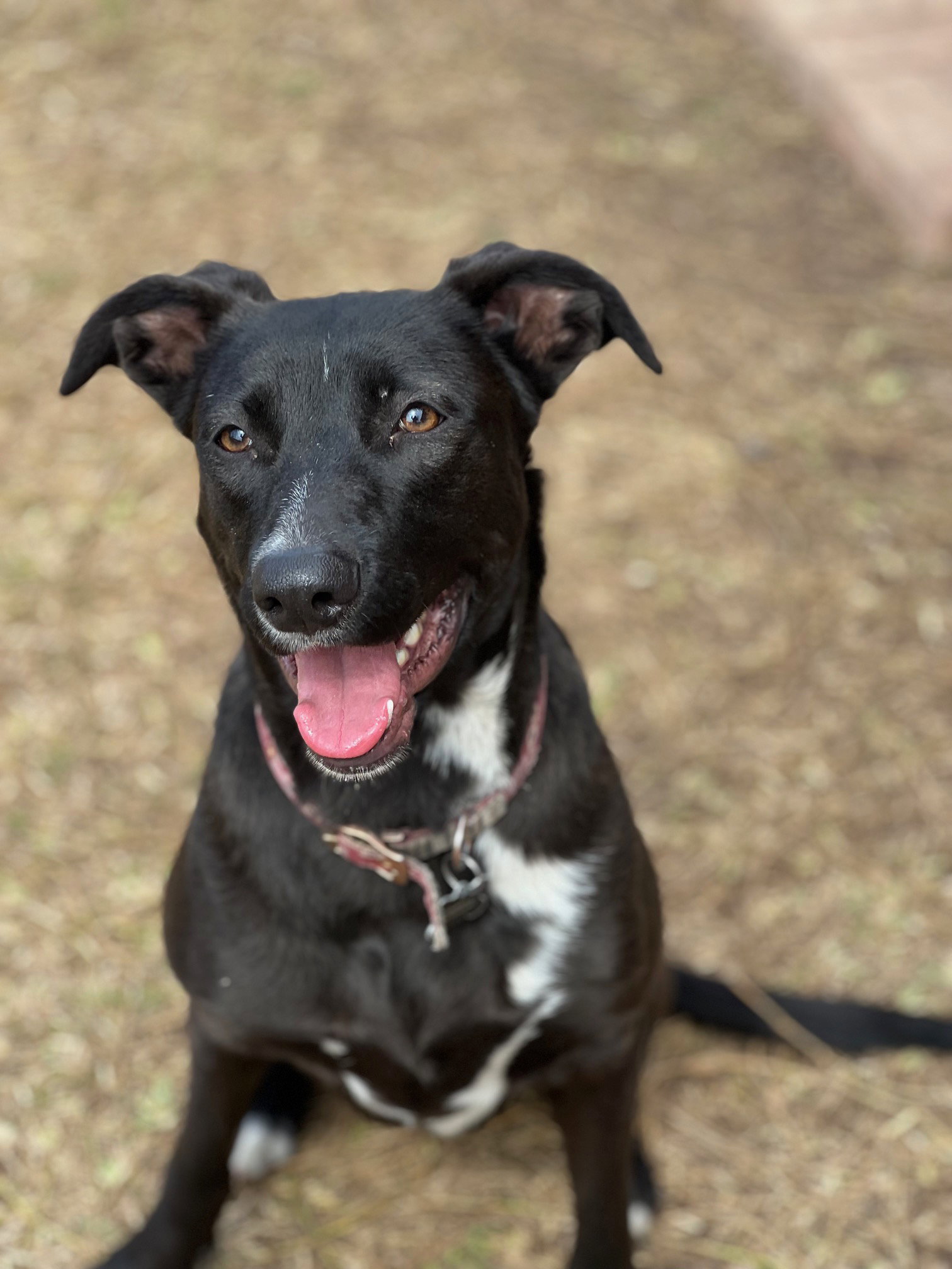 Dog for Adoption Licorice, a Labrador Retriever in Scottsdale, AZ
